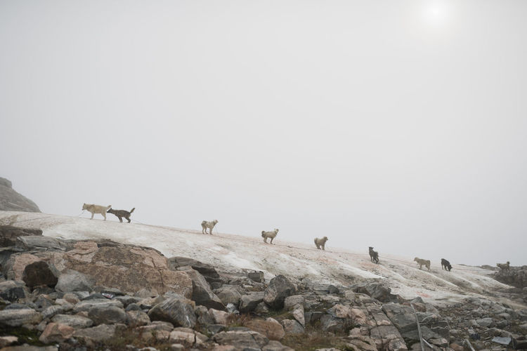 Low angle view of dogs on mountain against clear sky
