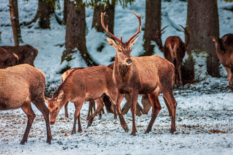 Deer looking for food in winter , bavaria germany.