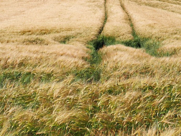 Long yellow filds of barley before harvest, vysocina, czech republic