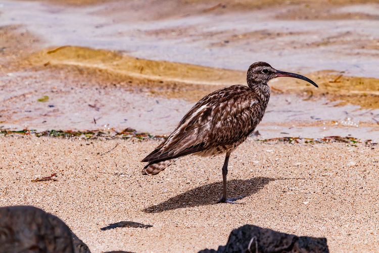 High angle view of curlews bird on sand at beach