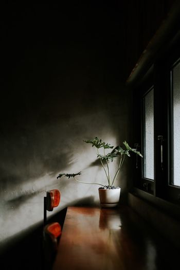 Potted plant on table by window at home