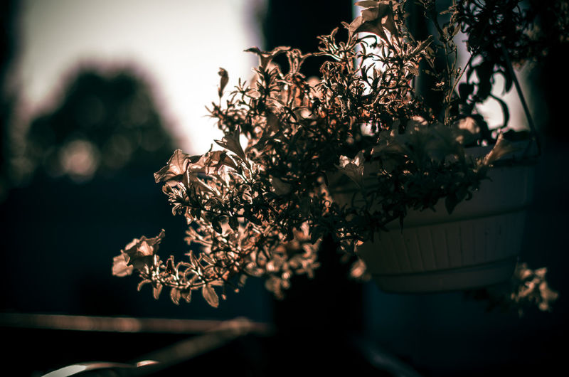 Close-up of cherry blossom tree