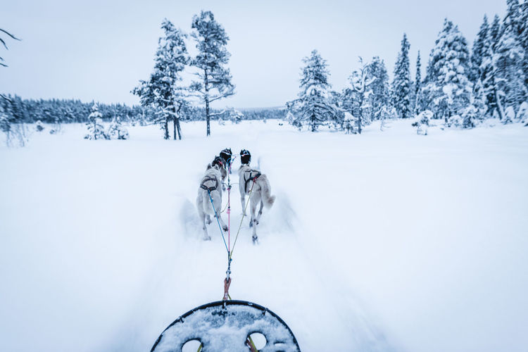 Dog sledding tour through winter wonderland on cold winter day in norway