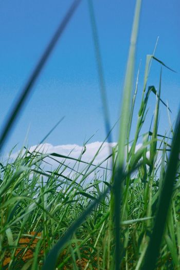 Close-up of crops growing in field against clear sky