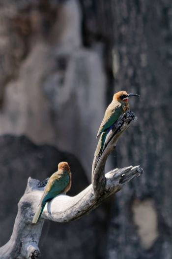 White-fronted bee-eaters on dead wood branch