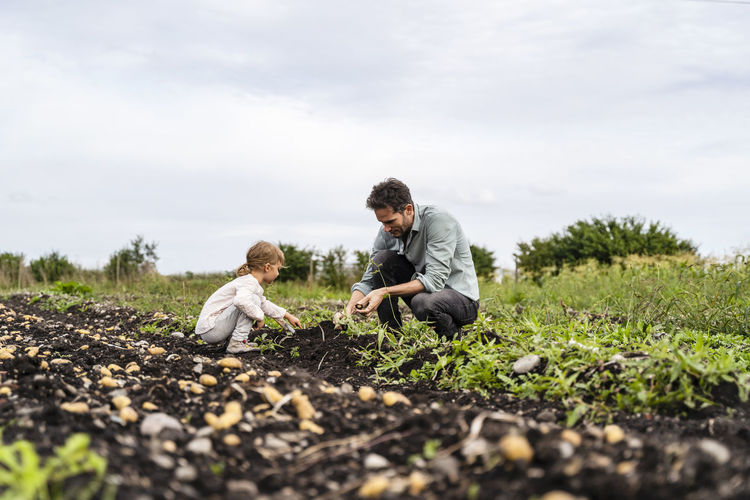 Father and daughter harvesting potatoes in field