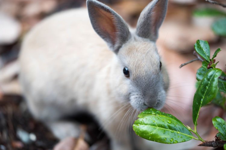 Close-up of rabbit eating wet leaf