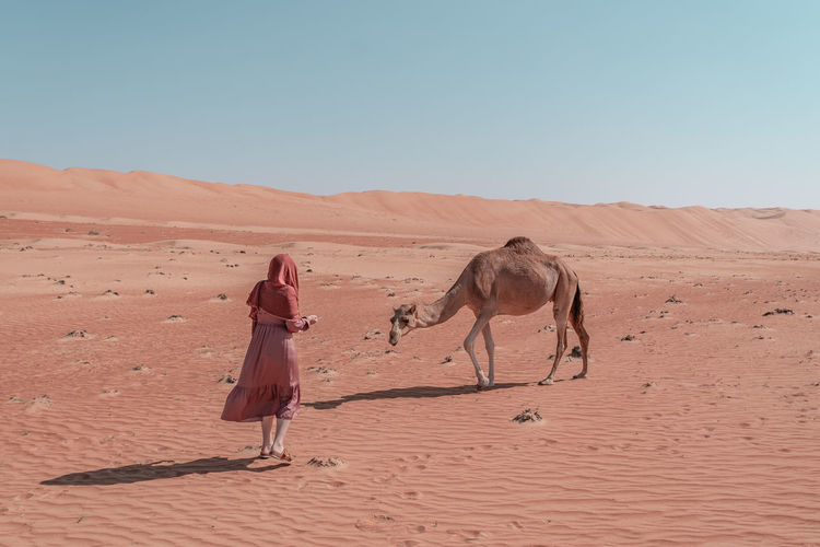 Woman meets dromedary camel.