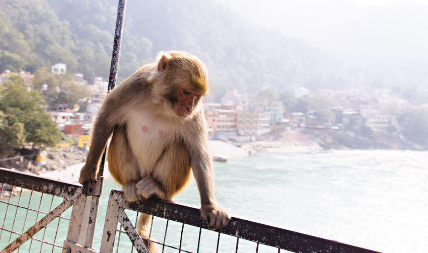 Close-up of monkey on city against sky