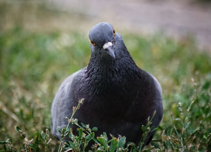 Close-up portrait of bird perching on grassy field