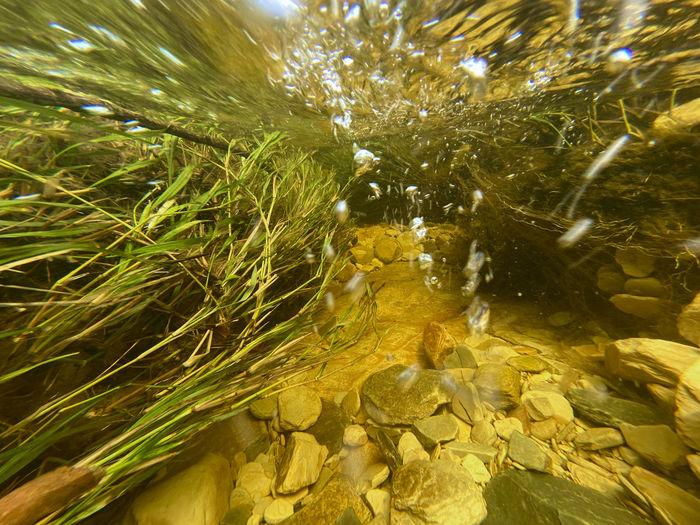 High angle view of plants growing in shallow water