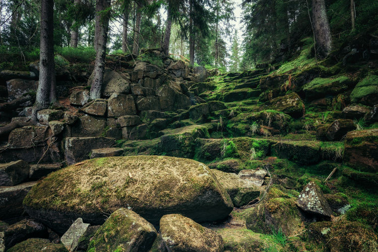 Moss covered rocks by trees in forest