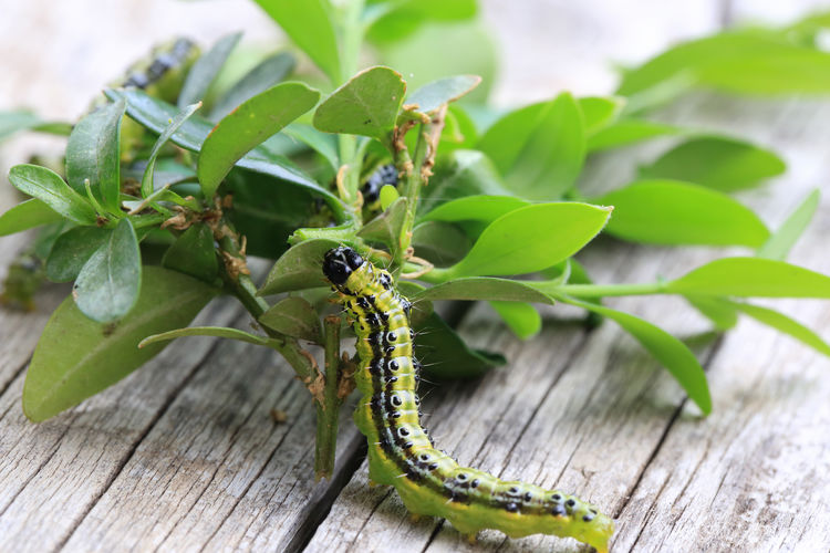 Close-up of caterpillar on plant