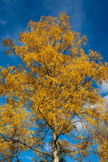Low angle view of autumnal tree against blue sky