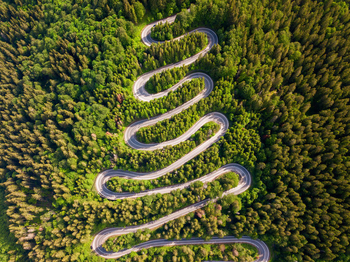 High angle view of plants growing on road