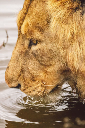 Close-up of lioness
