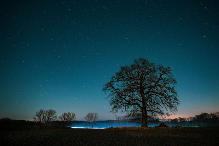 Bare tree on field against sky at night