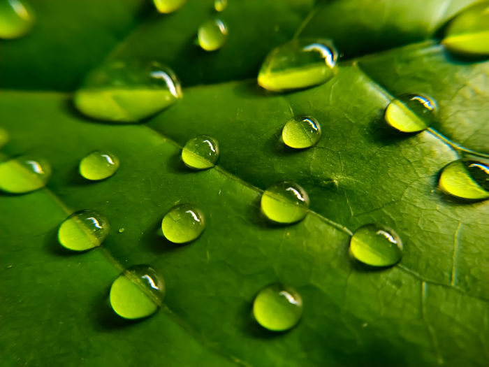 Close-up of water drops on leaves