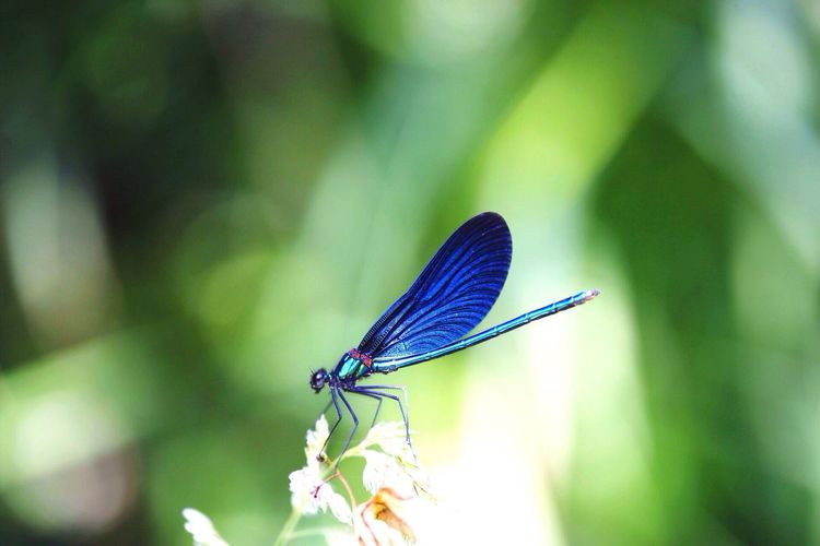 Extreme close-up of blue dragonfly on plant