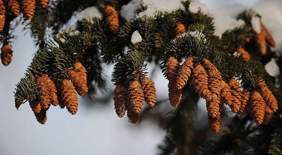 Close-up of pine cones growing on branches during winter