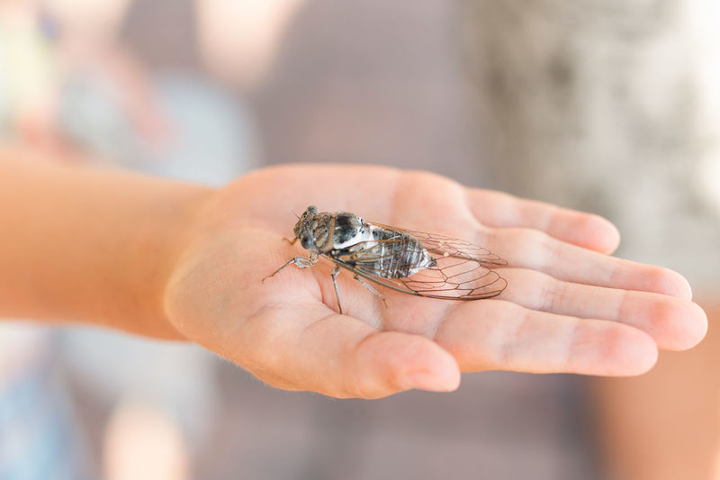 Kid hand holding cicada cicadidae a black large flying chirping insect or bug or beetle on arm