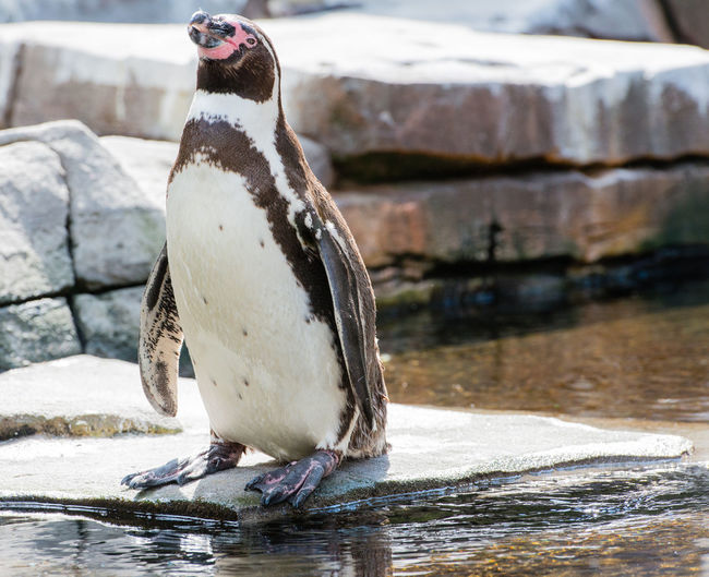 Gentoo penguin dives underwater