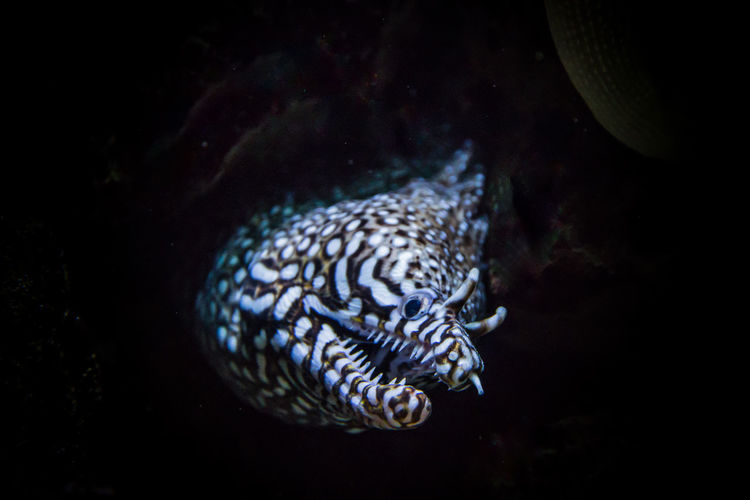 Close-up of moray eel in aquarium