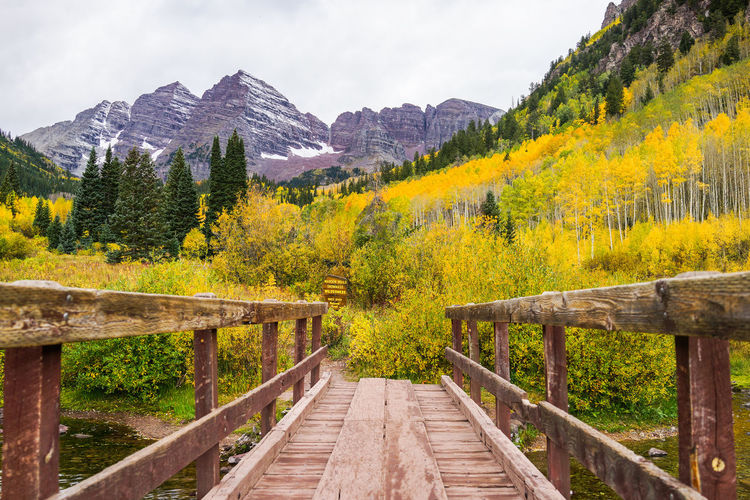 This is the pictures of a bridge crossing to aspen trees with golden yellow leaves with mountains