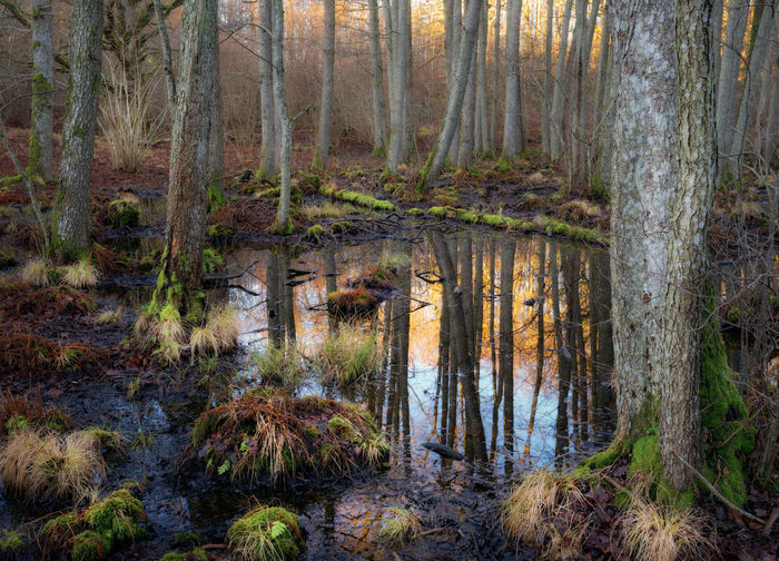 View of pine trees in forest