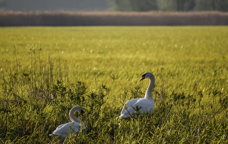 Swan on field