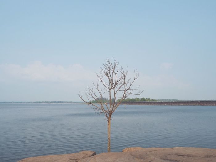 Bare tree by sea against sky