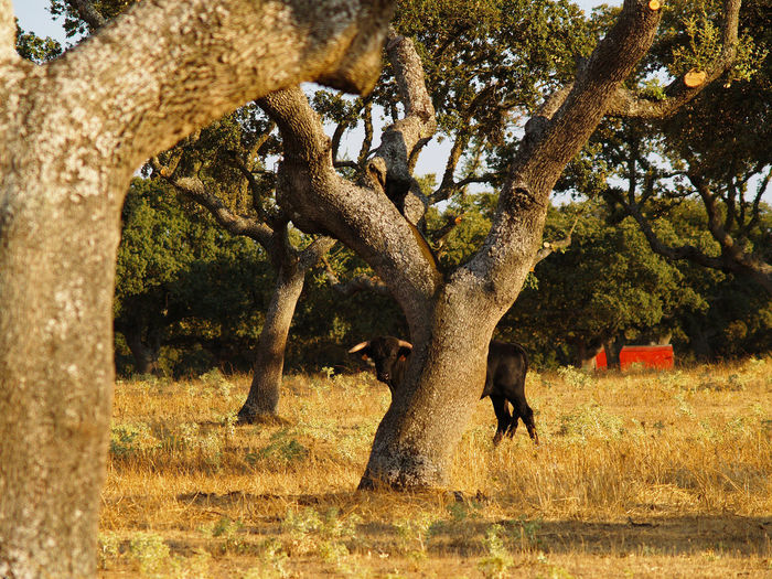 Bull hiding behind oak tree