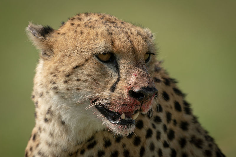 Close-up of cheetah looking away