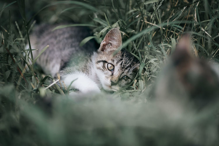 Portrait of kitten on field
