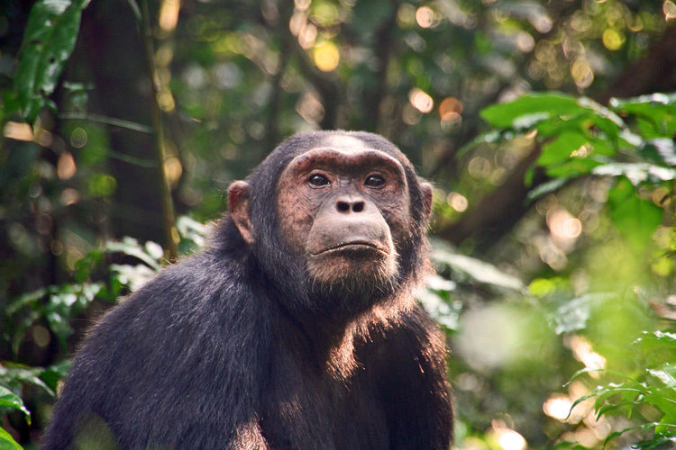Chimpanzee portrait in forest