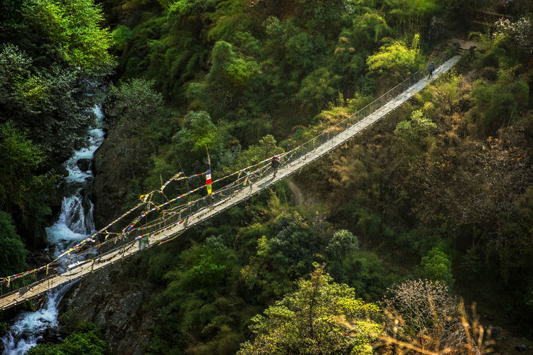Man walking on footbridge over trees in forest
