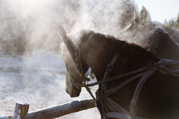 View of a horse in winter morning light