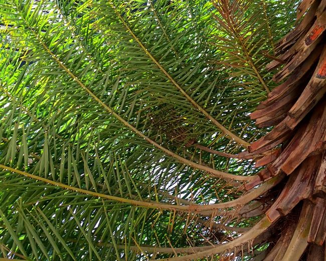 Close-up of palm tree leaves in forest
