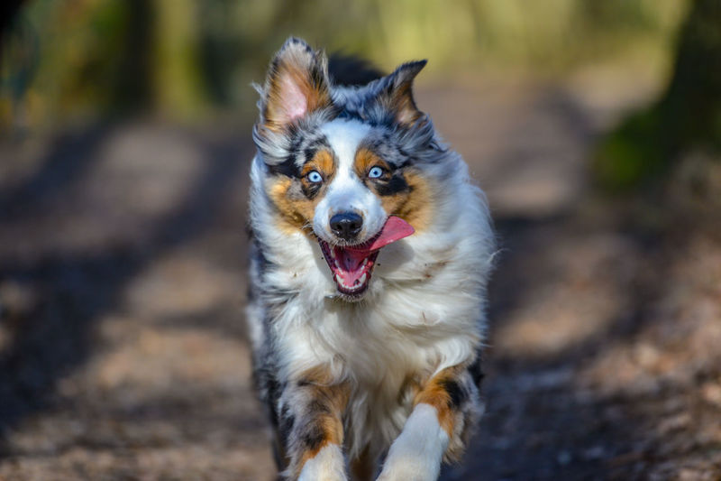 Portrait of dog sticking out tongue while running on ground