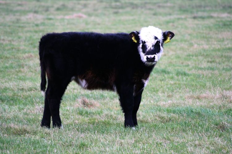 Black calf standing on field