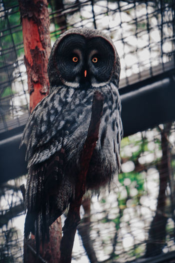 Close-up portrait of owl in zoo