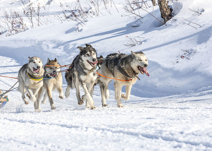 Husky dogs are pulling sledge at sunny winter forest in kamchatka, russia