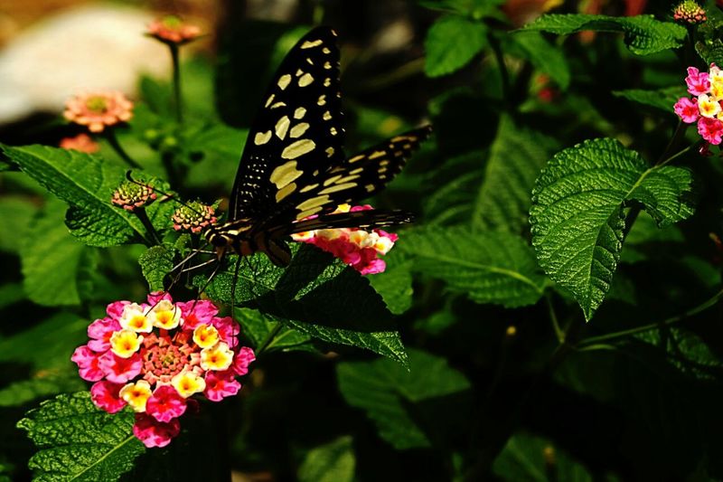 Butterfly on lantana camara at park