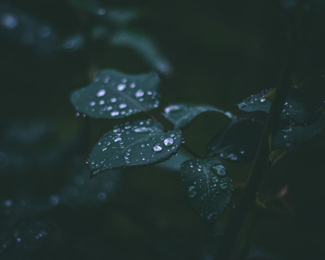 Close-up of wet plant leaves during rainy season