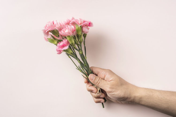 Close-up of hand holding pink rose against white background