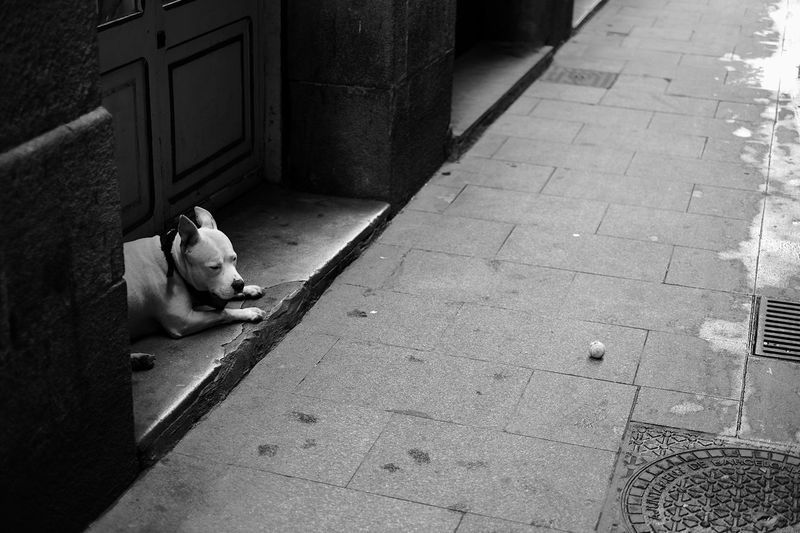 Dog waiting outdoors
