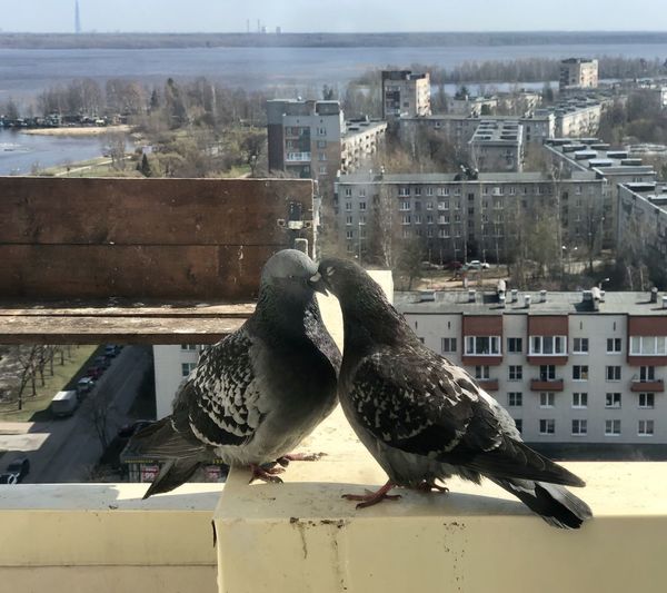 Close-up of birds perching on buildings in city