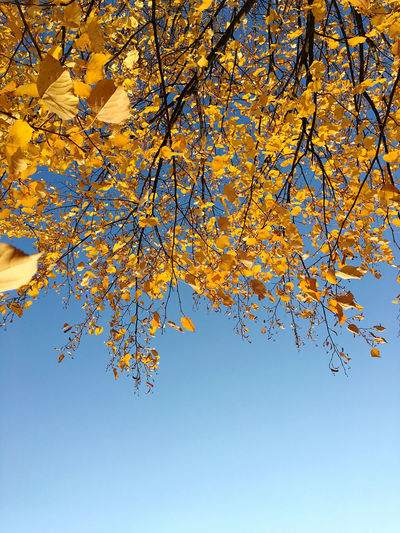 Low angle view of maple tree against blue sky