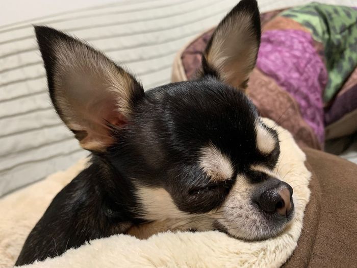 High angle view of dog sleeping at home