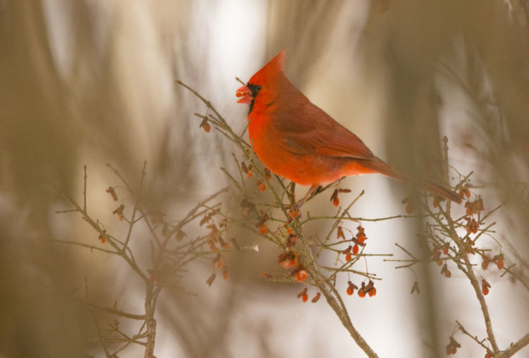 Male cardinal eating berry on bush